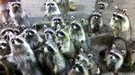 racoons
